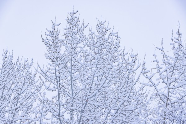 Fresh snow on tree branches
