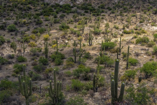 Cacti growing in desert landscape
