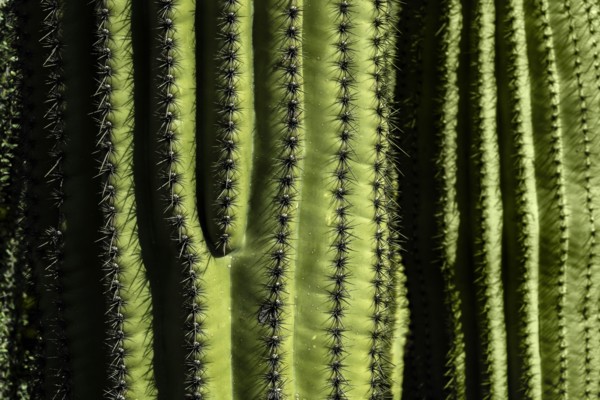 Close-up of green cactus with rows on thorns