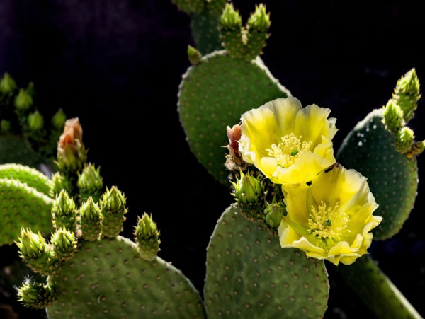 Close-up of blooming prickly pear cactus
