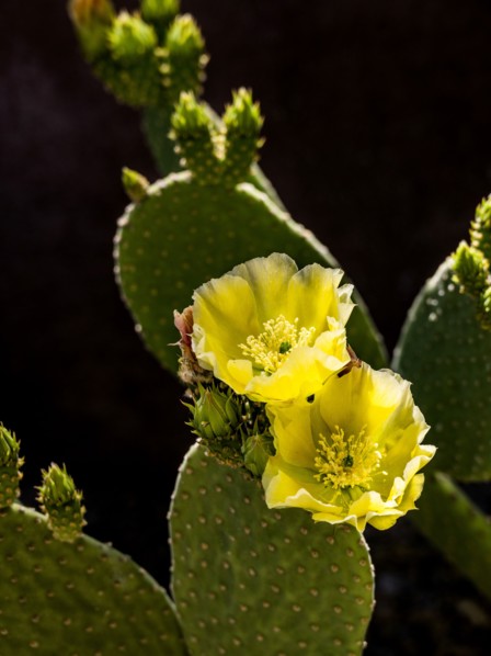 Close-up of blooming prickly pear cactus