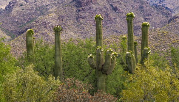 Blooming cacti and bushes growing in desert landscape