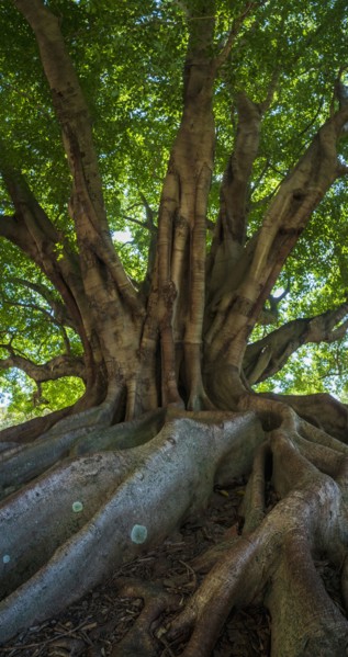 Green tree with large roots