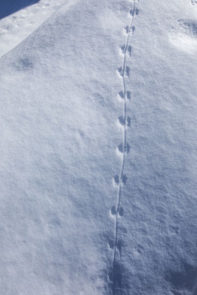 Close-up of animals tracks in snow