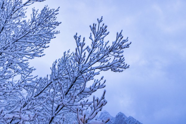Tree branch covered with snow