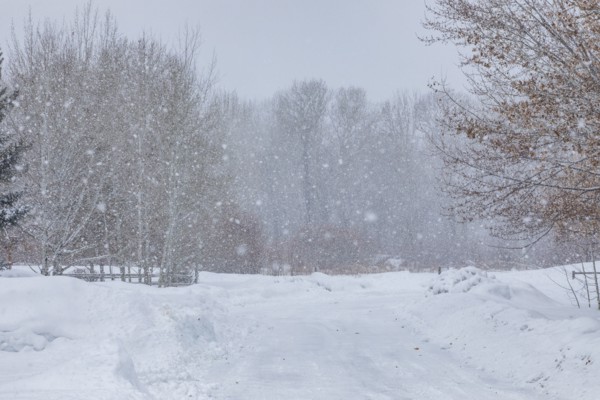 Forest road during blizzard in winter