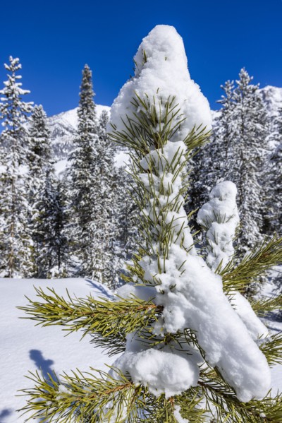 Close-up of pine tree covered with snow