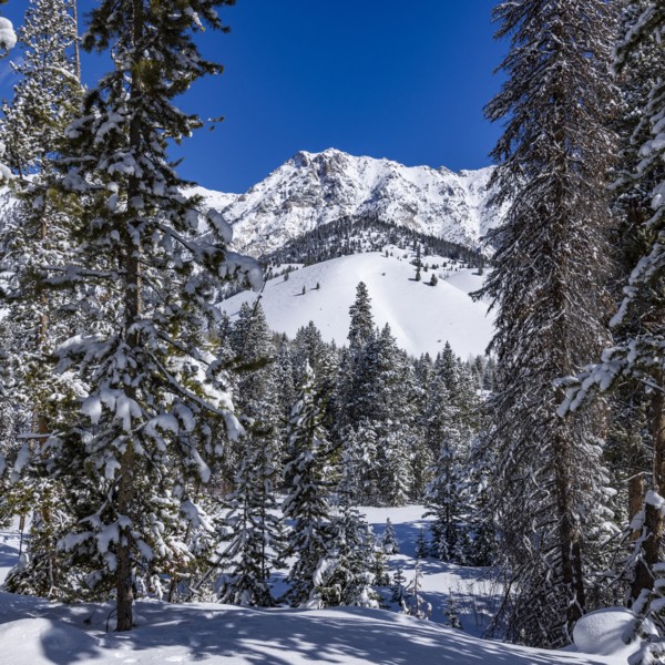 Scenic view of mountains and forest in winter