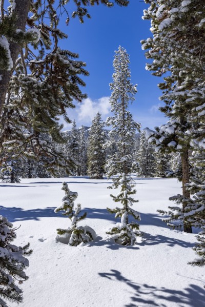 Scenic view of mountains and forest in winter