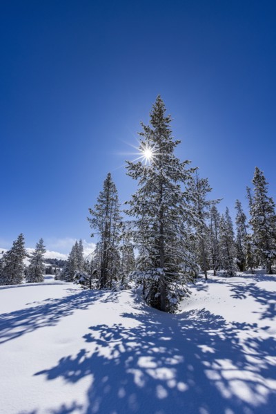Sun shining through fir tree covered with snow