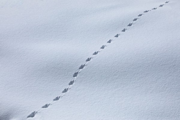 Pattern of animal tracks in snow