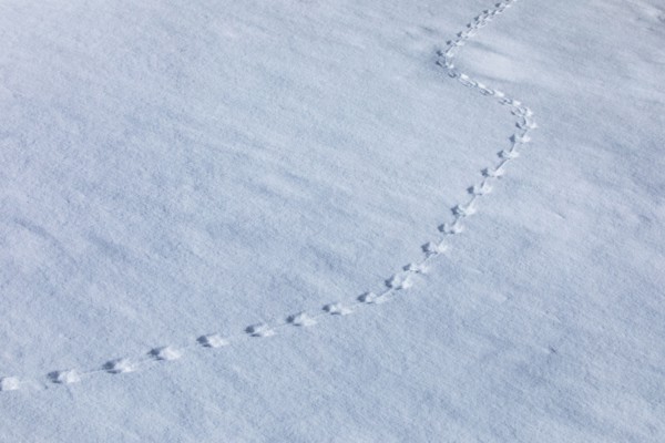 Animal footprints in snow