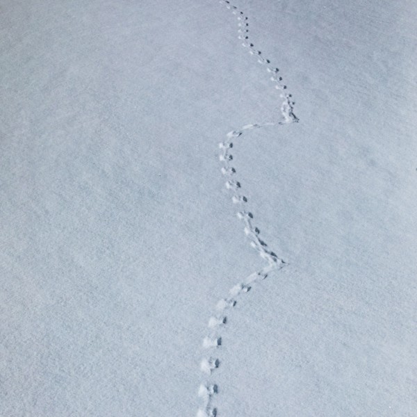 Animal footprints in snow