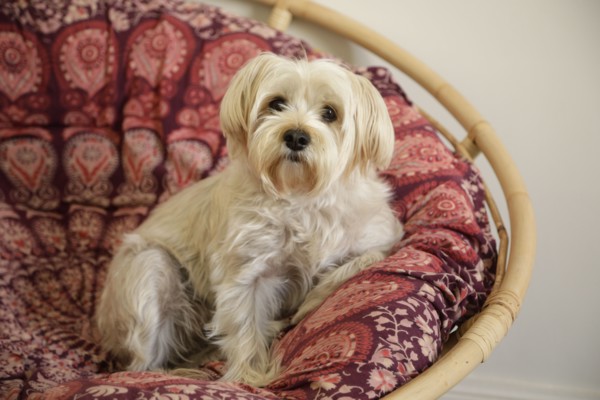 West Highland terrier resting in armchair