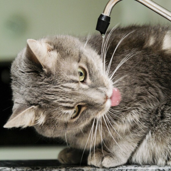 Cat drinking water from tap in kitchen
