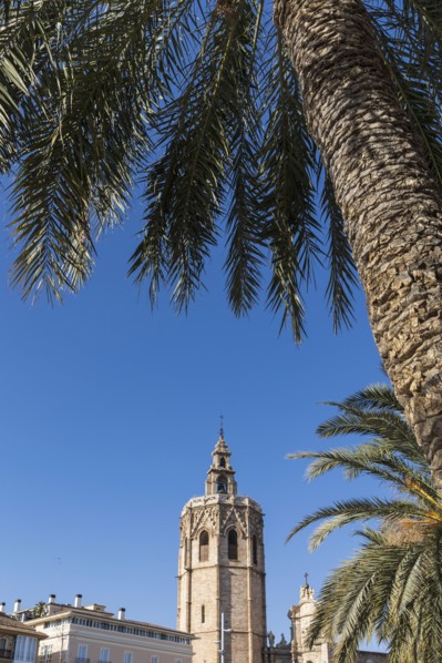 Bell tower of Valencia Cathedral and palm trees