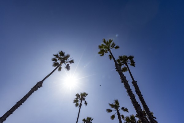 Low angle view of palm trees against sunny sky