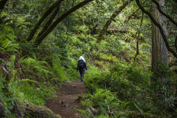 Senior woman hiking Dipsea Trail