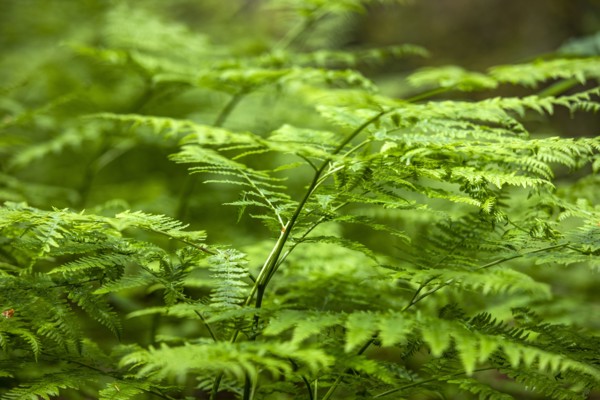 Close-up of fern leaves in forest