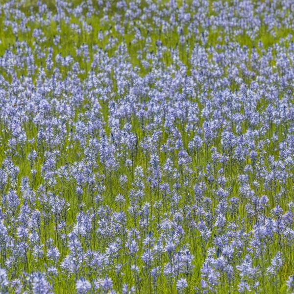 Camas flowers in full bloom in meadow