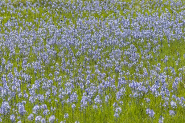 Camas flowers in full bloom in meadow