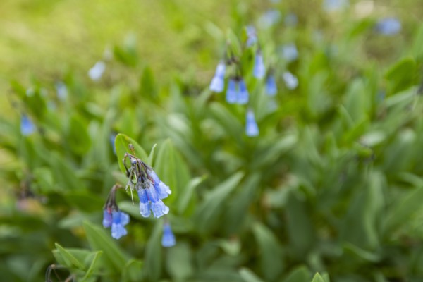 Close-up of blue wildflowers along Carbonate Mountain Trail