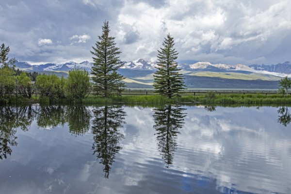 Pine trees reflected in pond on sunny day