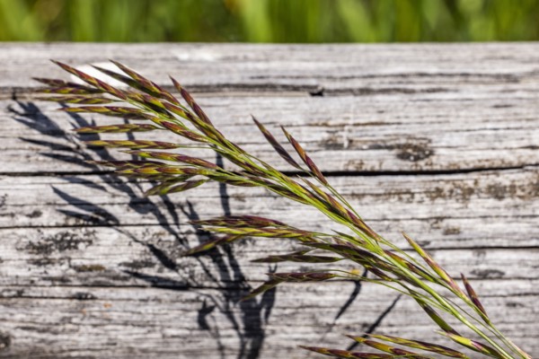 Close-up of plant on wooden surface