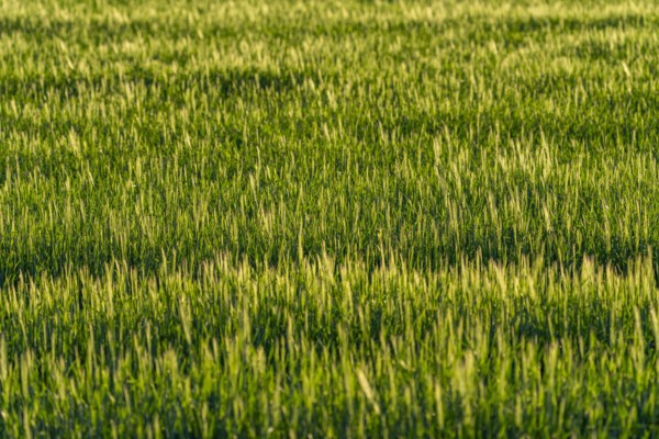 Full frame of grain crops before harvesting