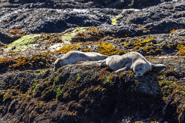 Sea lions rest on rocky headlands