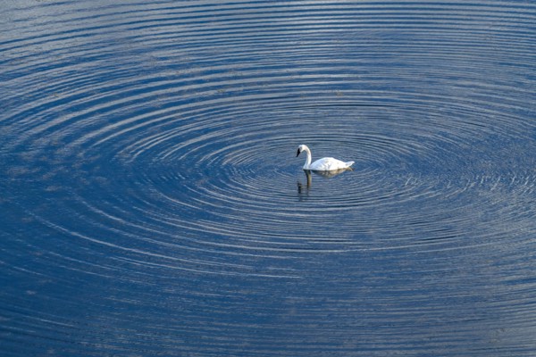 Trumpeter Swan