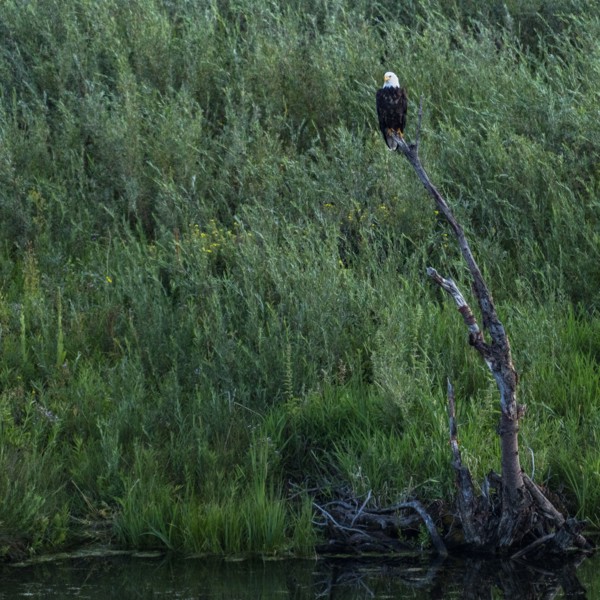 Bald eagle perching in dead tree above creek