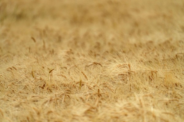 Close-up of grain crops awaiting harvest