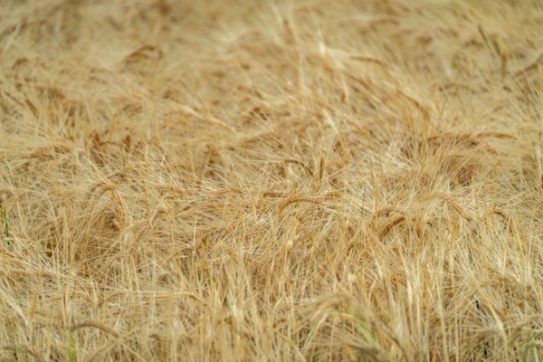 Close-up of grain crops awaiting harvest