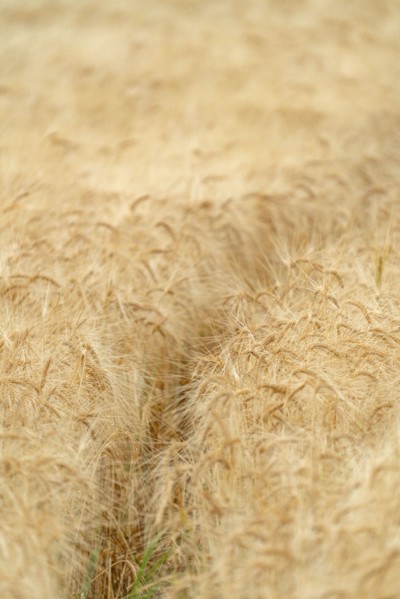 Animal trail in cereal field