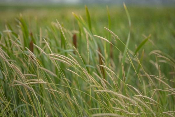Close-up of cattails growing in marsh