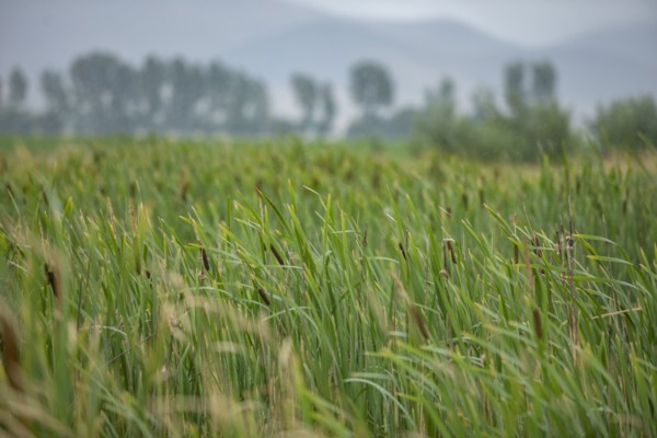 Close-up of cattails growing in marsh