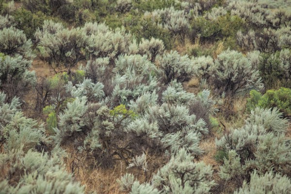 Wild sage growing on hillside