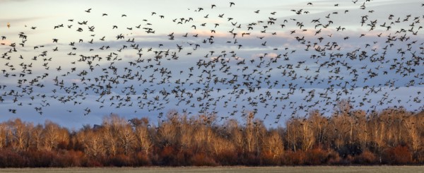Flock of migrating mallard ducks flying over fields and trees at sunset, Bellevue, Idaho, USA