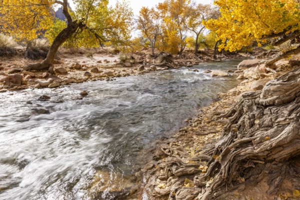 Virgin River flowing through Zion National Park in autumn, , Utah, USA