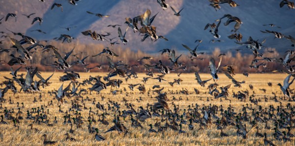 Migrating mallard duck in flight over fields, Bellevue, Idaho, USA