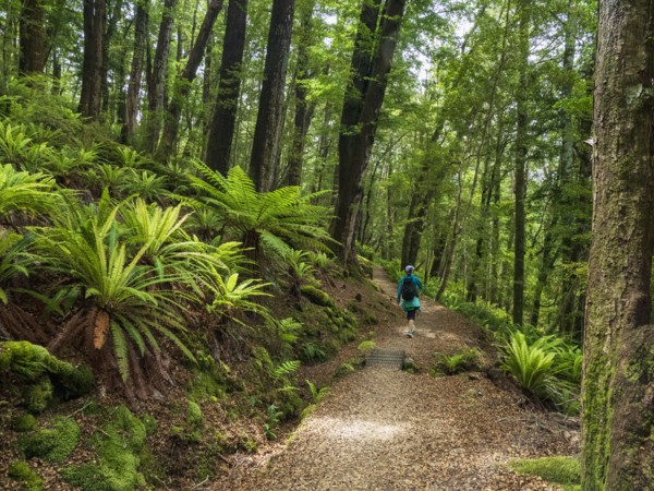 Rear view of hiker on footpath in forest in Fiordland National Park, Te Anau, Fiordland, New