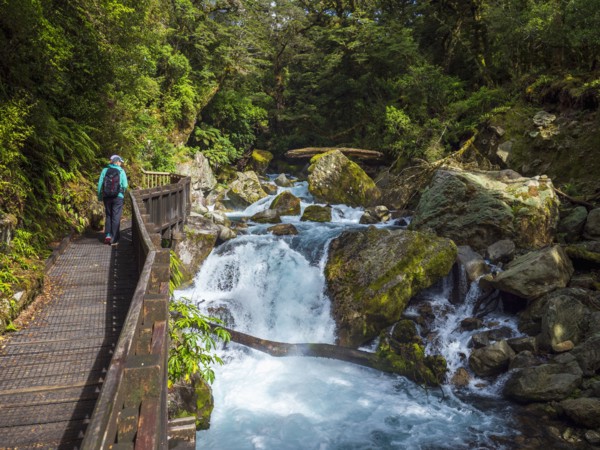 Rear view of hiker crossing footbridge over creek in Fiordland National Park, Te Anau, Fiordland,