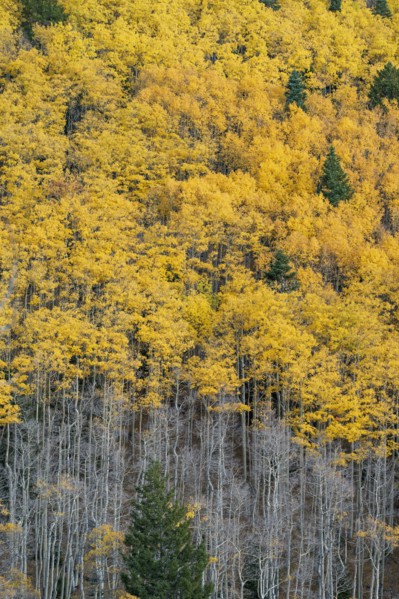 Usa, New Mexico, Santa Fe, Aspen trees in Fall colors in Sangre De Cristo Mountains, Santa Fe, New
