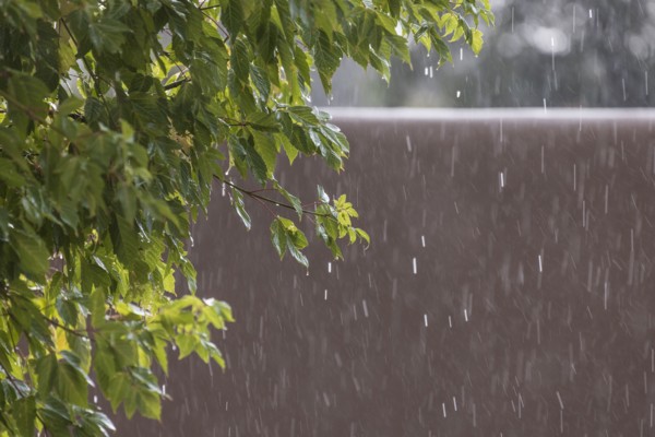 Usa, New Mexico, Santa Fe, Rain falling on leaves and adobe wall in High Desert, Santa Fe, New