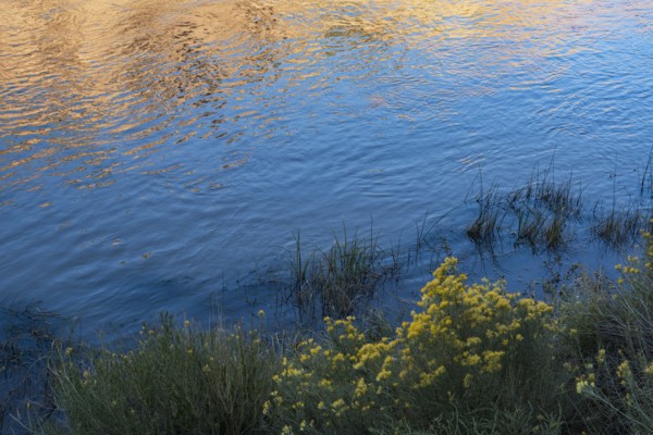 Usa, New Mexico, Abiquiu, Rio Chama, Bushes and grass growing at Chama River, Abiquiu, New Mexico,