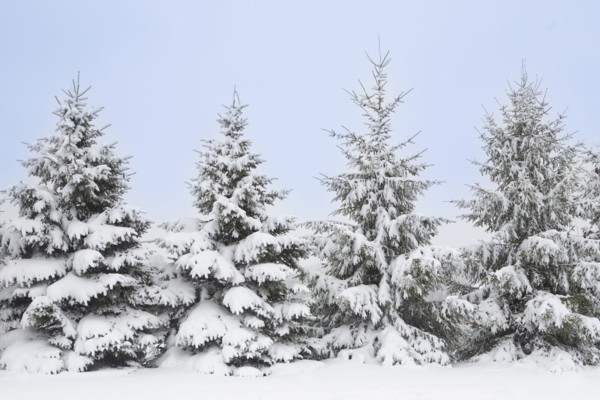 USA, New Jersey, Mendham, Norway Spruce trees covered with snow in winter, Mendham, New Jersey, USA
