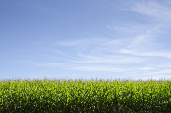 USA, New Jersey, Stillwater, Wispy clouds above cornfield, Stillwater, New Jersey, USA