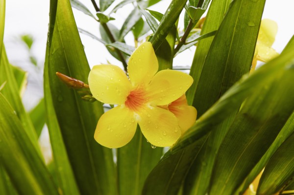 Close-up of tropical yellow flower and green leaves with raindrops, , St. John, US Virgin Islands