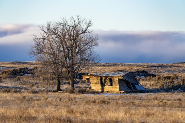 Abandoned hut next to bare tree in landscape, Picabo, Idaho, USA